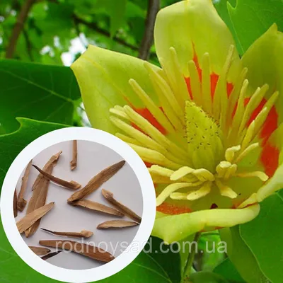 Особенности и выращивание тюльпанового дерева
