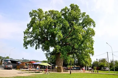 Купить Тюльпановое дерево семена (20 шт) (Liriodendron tuliifera)  лириодендрон американский лиран в Украине