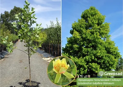 ЛИРИОДЕНДРОН ТЮЛЬПАНОВЫЙ (LIRIODENDRON TULIPIFERA) — НКО "NORD-NUC"