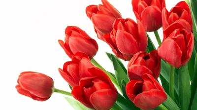 Обои тюльпаны, 8 марта, tulips, поздравление, spring, женский день картинки  на рабочий стол, раздел праздники - скачать