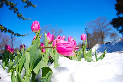 тюльпаны в снегу на рабочий стол Тюльпаны в снегу фото #yandeximages |  Winter flowers, Flower beauty, Flowers