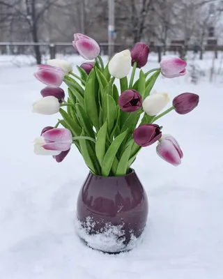 Тюльпан в снегу (Владимир Робертович Соловьев) / Стихи.ру