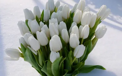 Снежные тюльпаны» картина Жаденовой Натальи (картон, пастель) — купить на  