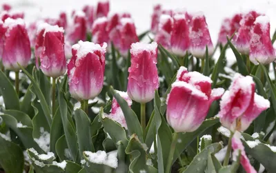 Красные тюльпаны в снегу» — создано в Шедевруме