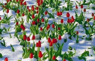 Предпросмотр схемы вышивки «Тюльпаны на снегу» (№1098785) - Вышивка крестом