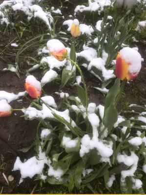 Тюльпаны в снегу (36 фото) - 36 фото