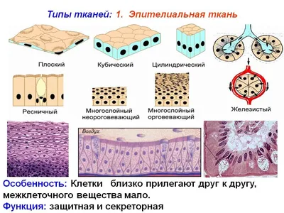 Тканей человека картинки