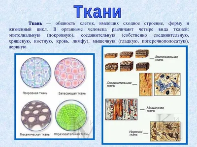 1.Ткани строение и функции (8 класс) биология, подготовка к ЕГЭ и ОГЭ -  YouTube