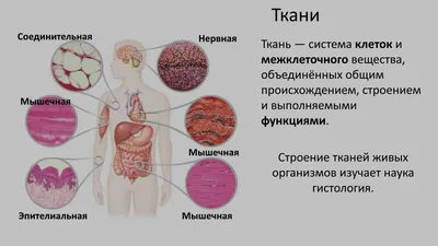 Ткани человека. Виды и строение - презентация онлайн