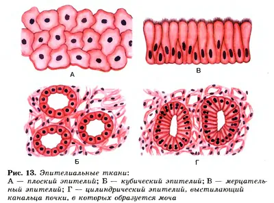 Ткани организма человека