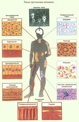 Типы тканей человека | КУБ | Дзен