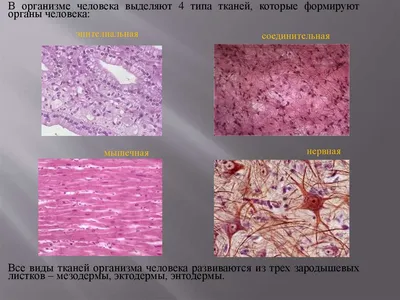 Клетки и ткани человека - презентация онлайн