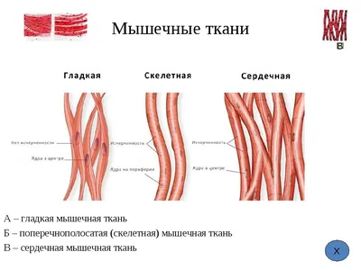 Типы тканей человека | КУБ | Дзен