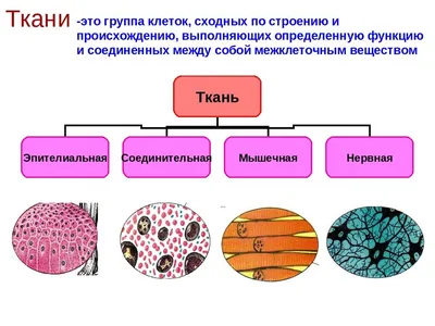 Ответы | Практ. 1. Строение тканей организма человека — Биология, 9 класс |  Супер Решеба