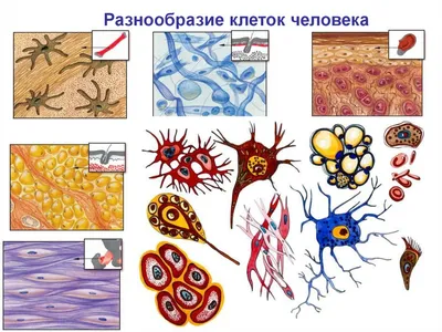 Гистология Тканей Человека — стоковые фотографии и другие картинки Биология  - Биология, Болезнь, Гистология - iStock