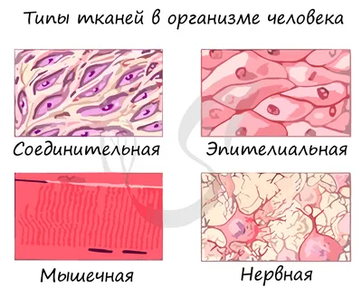 Гистология компактных костных тканей человека под микроскопом для  образования Стоковое Изображение - изображение насчитывающей медицинско,  остеопороз: 165077217