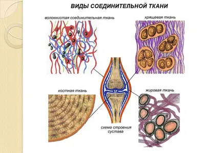 Клетки и ткани человека - презентация онлайн