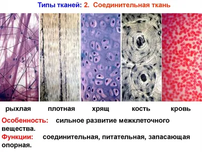 Эпителиальные ткани, подготовка к ЕГЭ по биологии