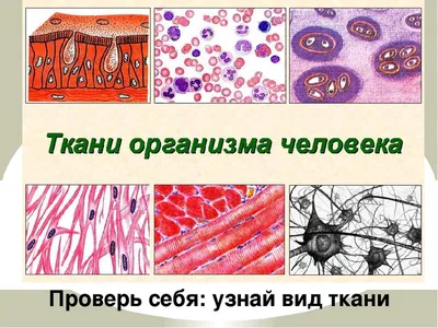 Гистология Компактной Костной Ткани Человека Микроскопом Образования Связи  Мышечной Кости стоковое фото ©tonaquatic19 403249554