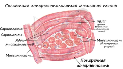 Гистология Тканей Человека — стоковые фотографии и другие картинки Мышечное  волокно - Мышечное волокно, Биология, Болезнь - iStock