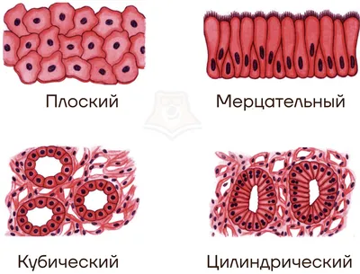 Ткани — урок. Биология, Человек (8 класс). | Биология, Уроки биологии,  Учащиеся медучилища