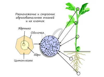 0—2. Характеристика строения и функций тканей растений: Образовательные  ткани