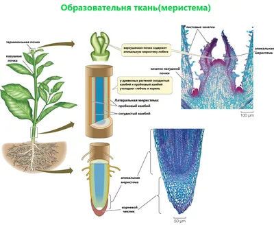 0—2. Характеристика строения и функций тканей растений: Проводящие ткани