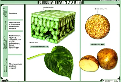 Ткани растений и животных | Биология на 5+ | Дзен