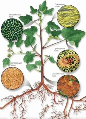 Образовательные ткани растений, подготовка к ЕГЭ по биологии