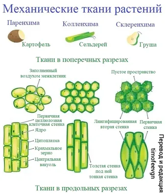 Ткани растений - City Farmer