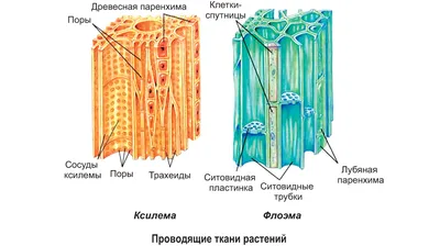 Механические ткани растений | Пикабу