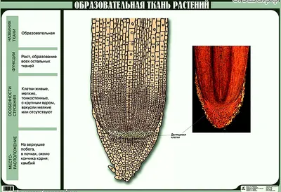 Шаг 1 – Ткани растений(#1) – Stepik