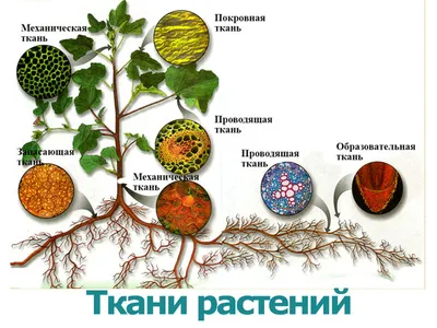 0—2. Характеристика строения и функций тканей растений: Покровные ткани