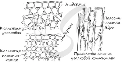 Механические ткани растений, подготовка к ЕГЭ по биологии