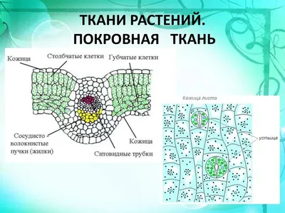 Рисунок Кожицы Листа (56 Фото)