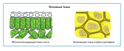 0—2. Характеристика строения и функций тканей растений: Основные ткани