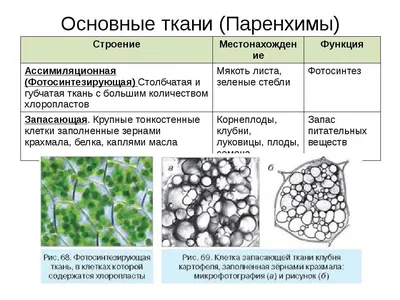 Проводящие ткани растений - YouTube