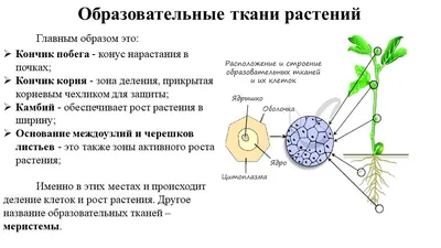 Ткани высших растений • Биология, Растения и грибы • Фоксфорд Учебник