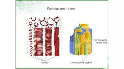 Морфология и анатомия высших растений. По Лотовой Л.И.: Классификация тканей