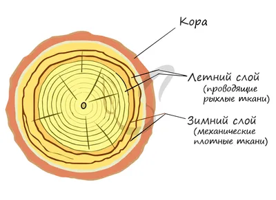 Ткани растений (растительные ткани)