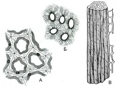 Образовательные ткани растений, подготовка к ЕГЭ по биологии