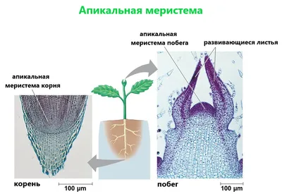 Ткани растений