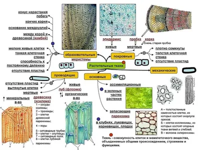 Ткани высших растений.