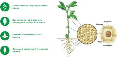 Биология 8 класс. Лабораторная работа №1-2. Классификация тканей растений и  животных - YouTube