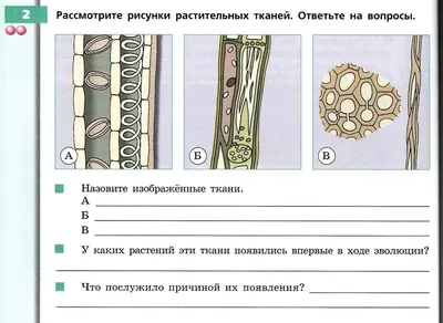 Ткани растений