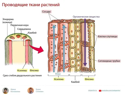 Растительные ткани | 