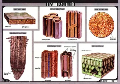 Презентация на тему Ткани растений (биология)