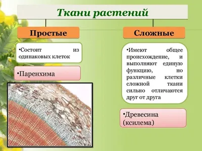 Ткани растений. Биология 6 класс. Функции. Виды тканей: проводящая,  покровная, образовательная. ЕГЭ - YouTube