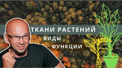 Понятие о тканях растений, строении тканей и функциях