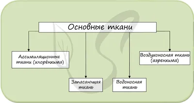 Ткани и картинки биология